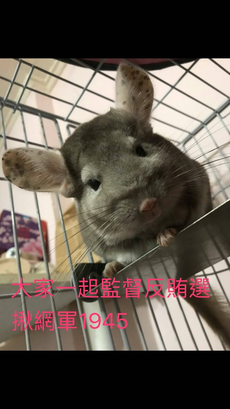 問安圖，小兔子說大家一起監督反賄選