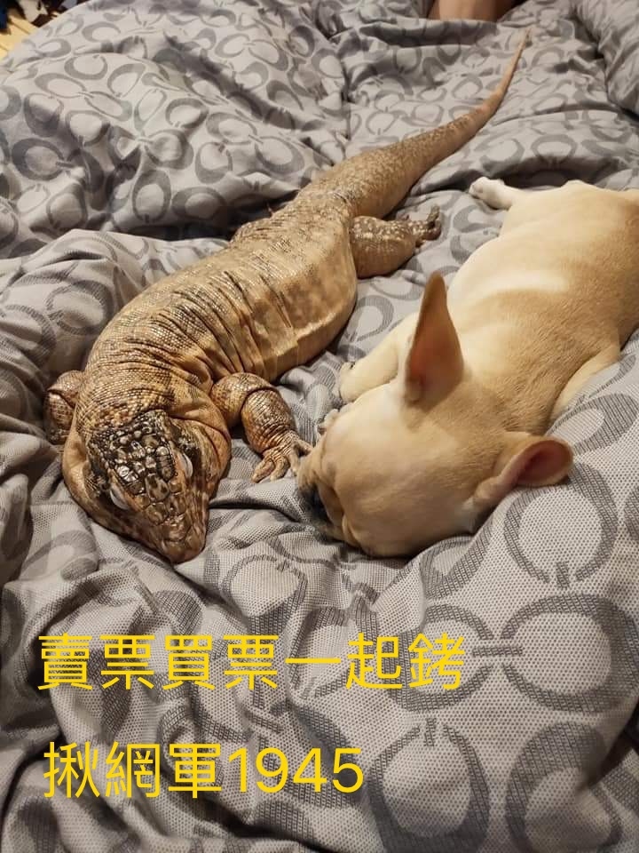 問安圖，小動物說賣漂買票一起銬