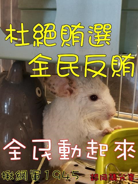問安圖，兩隻小老屬說杜絕賄選，全民反賄